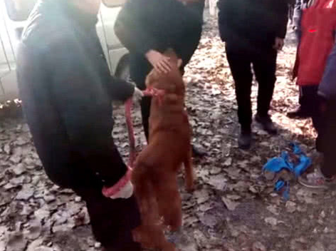 家里动迁搬到城区住,主人把金毛卖到狗肉馆,金毛的行为看哭人