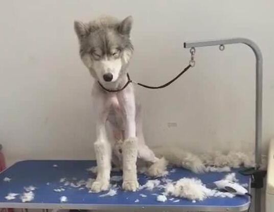 小狗狗被打扮成公主，乖乖躺在萌窝里，心已经被狗萌化！