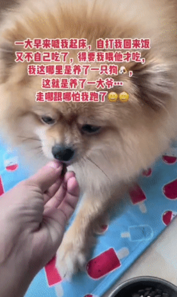 父母被封控,13岁孩子带猫狗独居66天,还把“狗和猫都养胖了”!