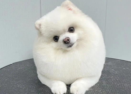陪伴我的博美犬突然走了,博美犬的寿命到底有多长?