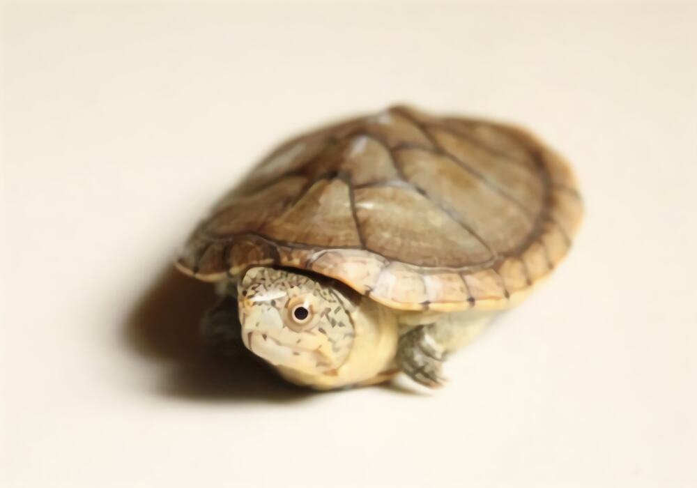 哈雷拉泥龟身份信息