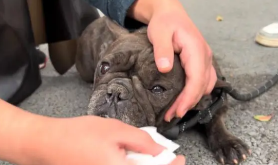 再次流浪,曾价值过万的斗牛犬直发抖,一个多月后它再次迎来希望