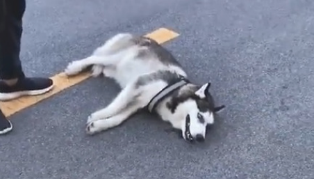 搭话金毛狗狗被暴揍怂货二哈的反映令人笑喷网民:吓得差点儿当场去世