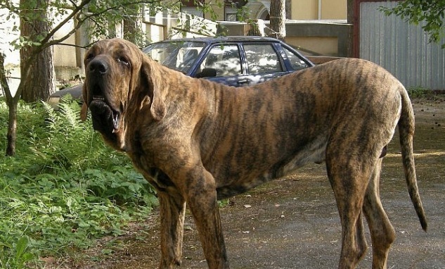 看管监狱的神秘猛犬,人称越狱终结者,以撕裂对方喉管闻名