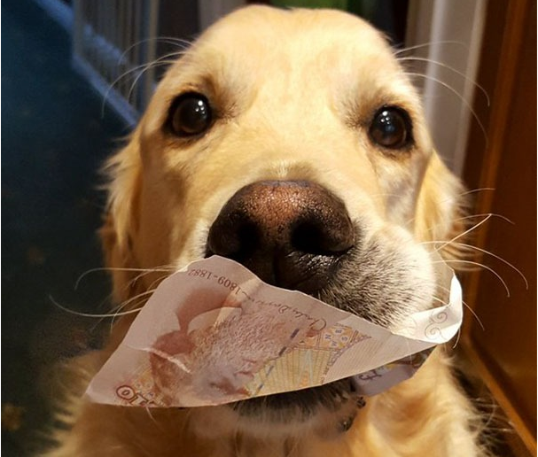 什么都敢往家顺，养宠物狗真是件只赚不亏的大好事！