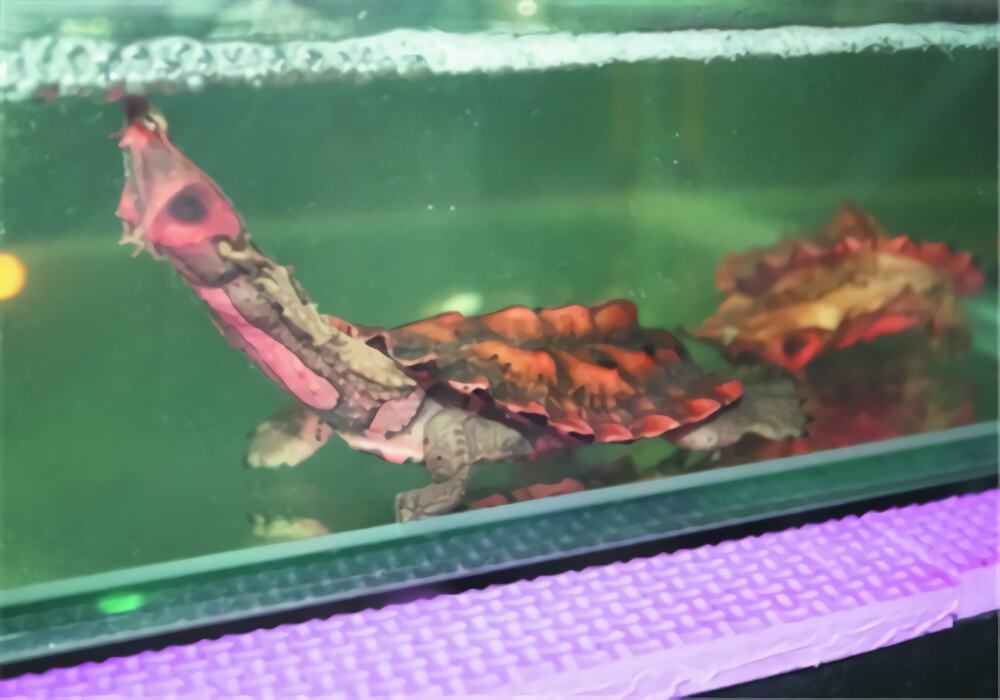 枯叶龟身份信息