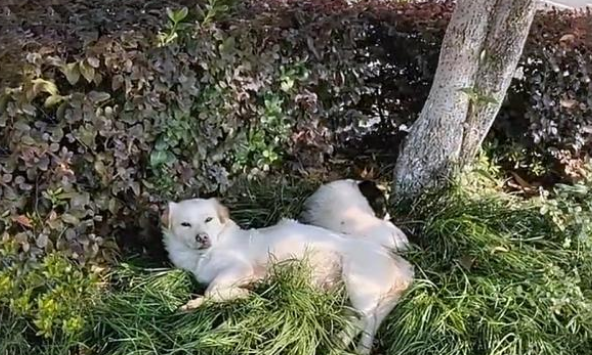 现实版“忠犬八公”,火车站苦等主人一年,好心人用爱将其感化