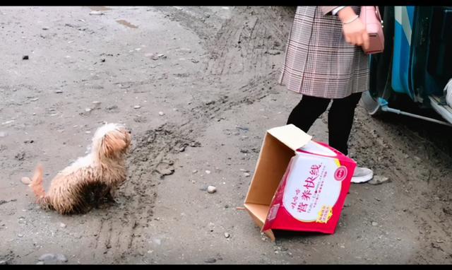 大山里的流浪狗跟女孩走了10公里,被收养后,丑小鸭变成了白天鹅