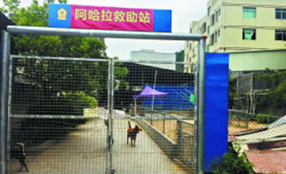 夫妻卖深圳2套房养百余流浪狗 每年花二三十万