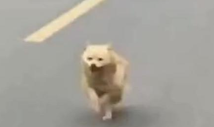 小主人离家,爷爷家狗狗追8公里不肯回!别追了别走丢!