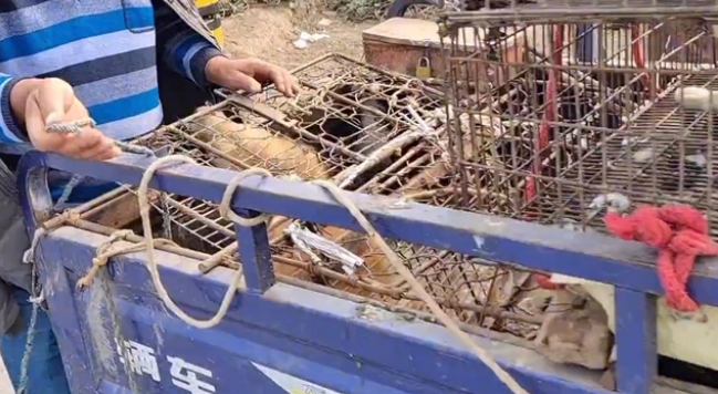 瘦马犬可怜巴巴地看着大叔,可最后还是350块被卖给了狗贩子