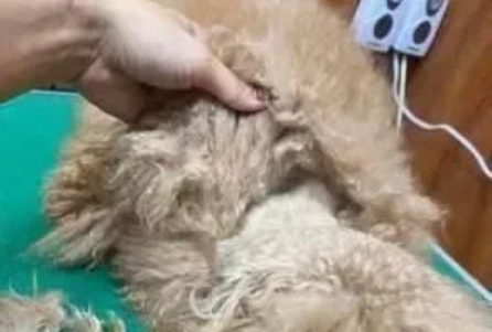 美容师每次接到这种狗狗都很心疼,穿可爱衣之前请这样做
