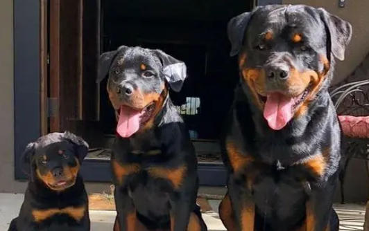 依法养犬,文明养犬,从你我做起!
