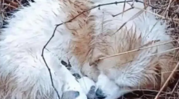 流浪田园犬在雨中,被冻得直发抖也不远离去,只为保护怀中孩子