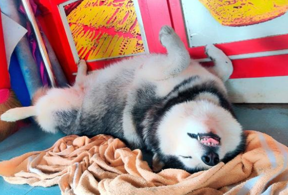 主人金铺遭“打劫”,狗狗却睡得跟猪一样!真不愧是雪橇三傻