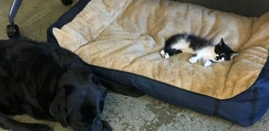 超霸气的助理猫咪 给狗狗上课成为狗狗班长