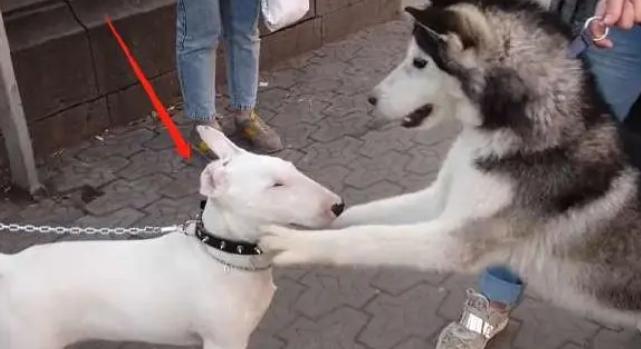 哈士奇在小区嚣张跋扈,经常欺负小型犬,遇到“狠角色”后。。