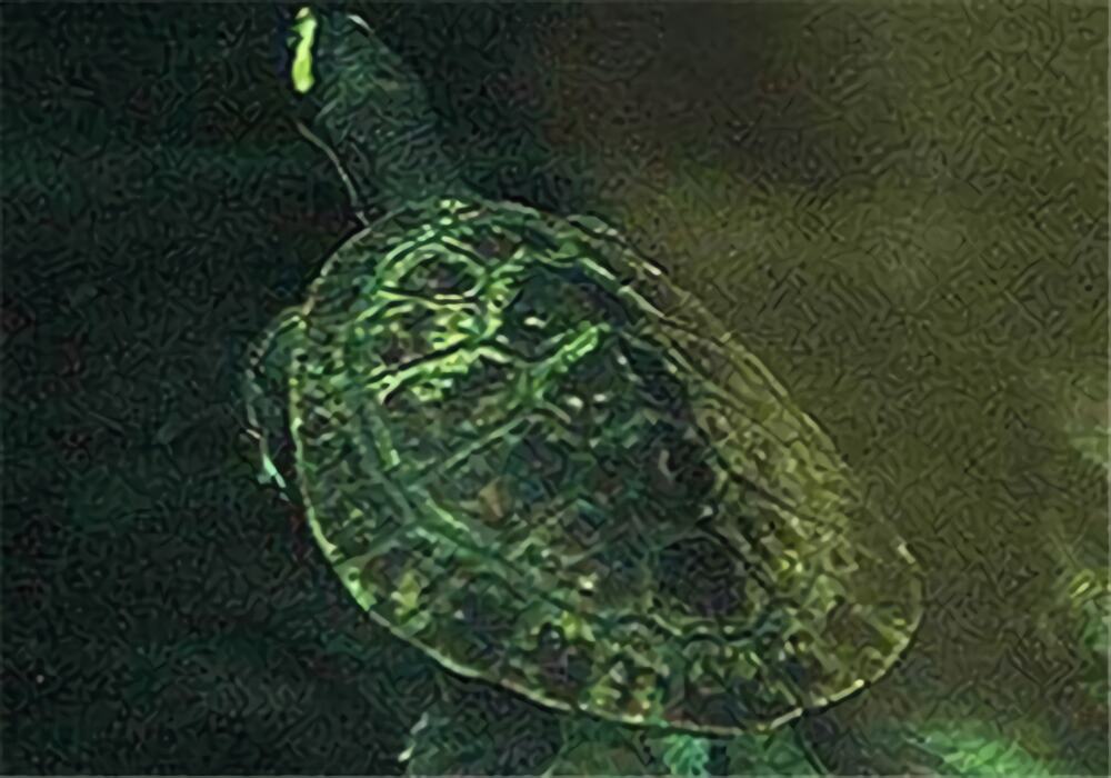 澳洲大头曲颈龟身份信息