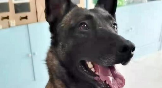 被寄养的搜救犬,连开两道锁成功“越狱”,终被好心人送回