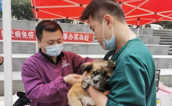 青岛开展养犬管理专项整治行动 遛狗不牵绳涉嫌违法