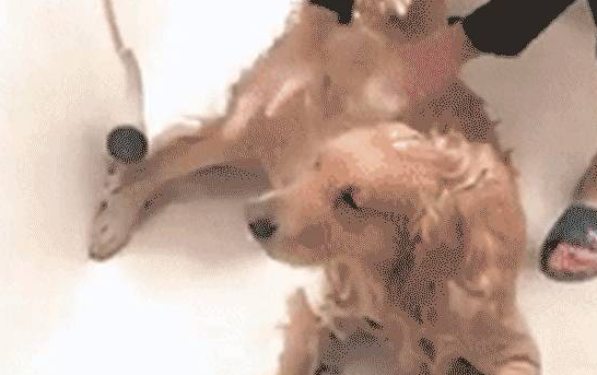 金毛犬洗澡姿势销魂令人羡慕,感觉自己活的还不如一条狗!