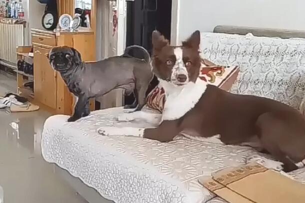 狗狗趁主人不留意,一把将斗牛犬推下布艺沙发