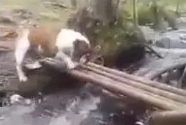 狗狗担心过竹桥,闭上眼回来太搞笑,主人高兴得合不笼嘴!