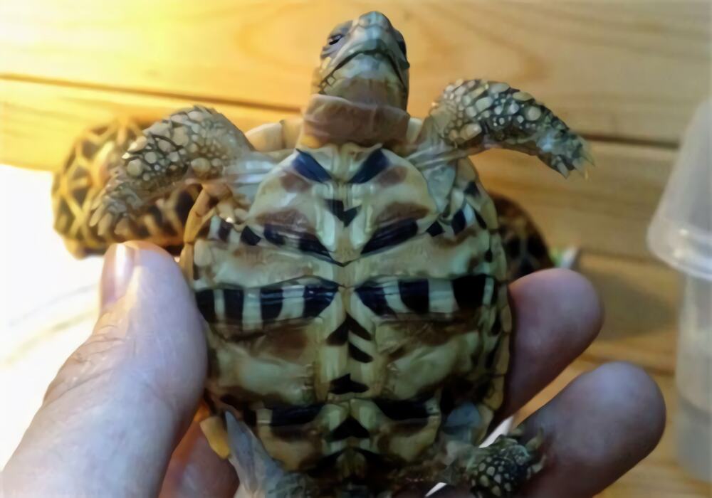 印度星龟身份信息