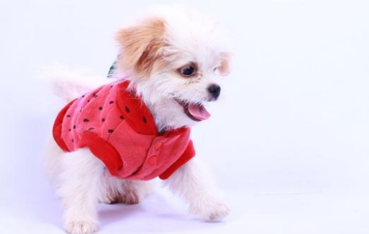 狗狗被遗弃后患上焦虑症,爱上穿衣服,暖心主人为其打造专属衣柜