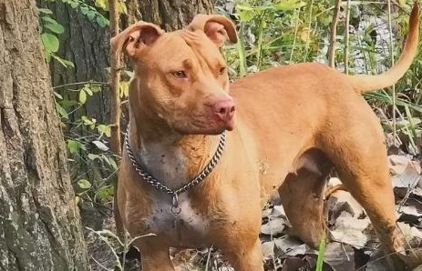 女孩子养比特犬,狗狗浑身肌肉,现实版美女与野兽?
