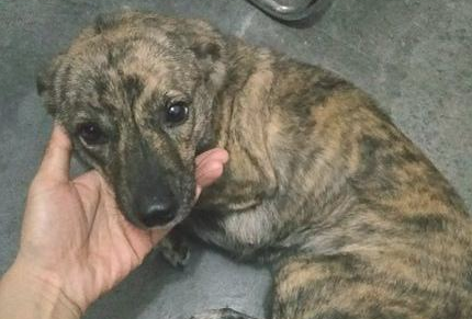 流浪犬冻破了跑家来蹭暧气片,一见到照片后,朋友:这货不易