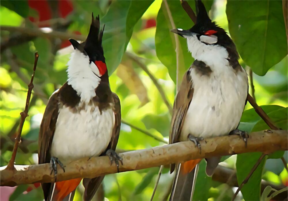 红耳鹎身份信息