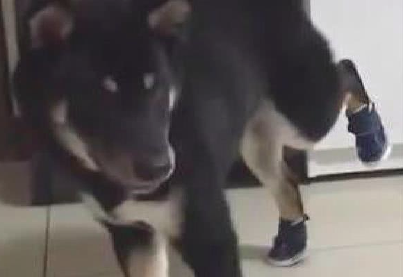 主人家忽然奇想给柴犬穿上鞋子,它大半天害怕动,还把脚抬得老高!