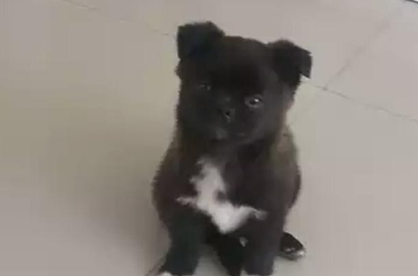 道上捡到只小流浪犬,带到家中后家人也不看中,女生却执意要收留