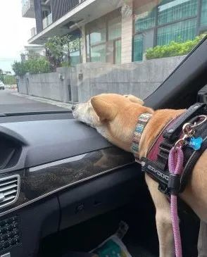 为了防止晕车,狗子自己想了一个好办法…也太厉害了吧