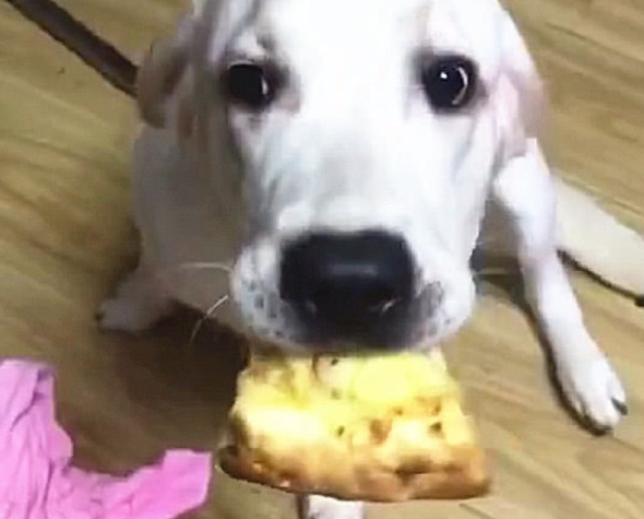狗狗偷食披萨被抓包,主人一句话,狗狗吓得立刻呕吐出去