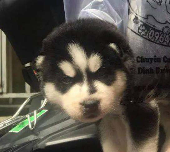 哈士奇咬坏掉牵引绳,主人想起独特遛狗方法,狗子:我有个动迁计