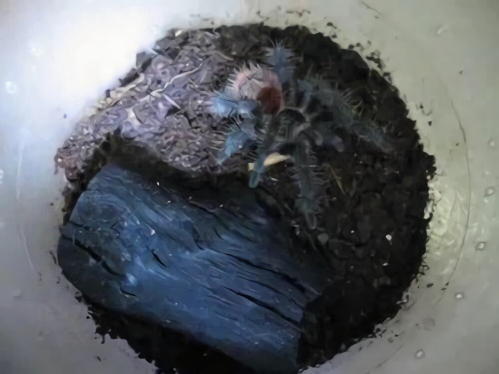 巴西红尾身份信息