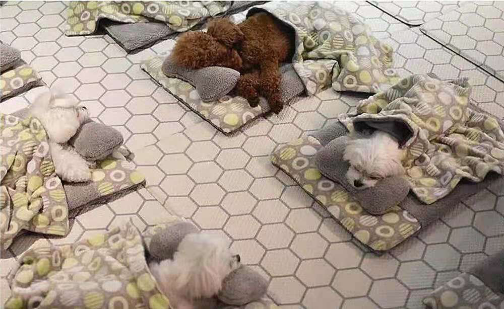 狗狗上学被要求午睡，睡觉场景像幼儿园小朋友一样可爱