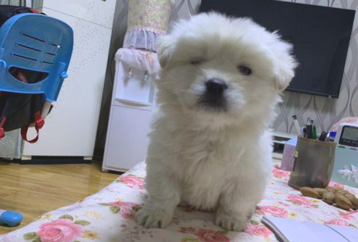 回家了时被流浪犬拦下去向,女生轻轻地踢一下,狗狗行为让人啼笑皆非