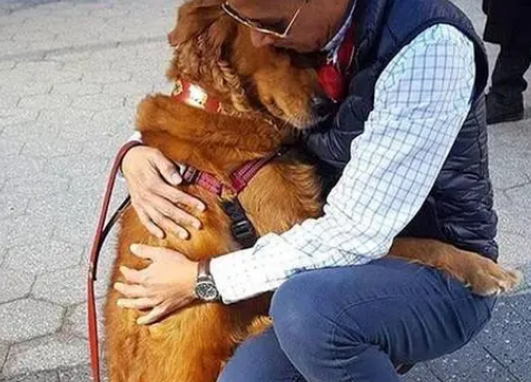 有一种坏毛病叫金毛狗狗,看见大腿就想扑过去
