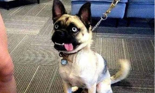 二哈把巴哥犬办了,生下的崽丑哭了,狗狗:长成这样是我的错吗?