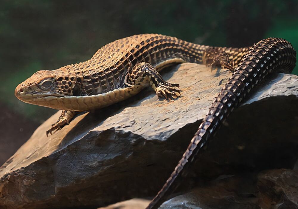 盾甲蜥身份信息