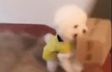 狗狗下楼帮主人拿快递,专业能力100分,网友:它的主人好像继母!