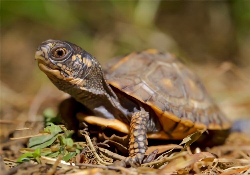 东部箱龟身份信息