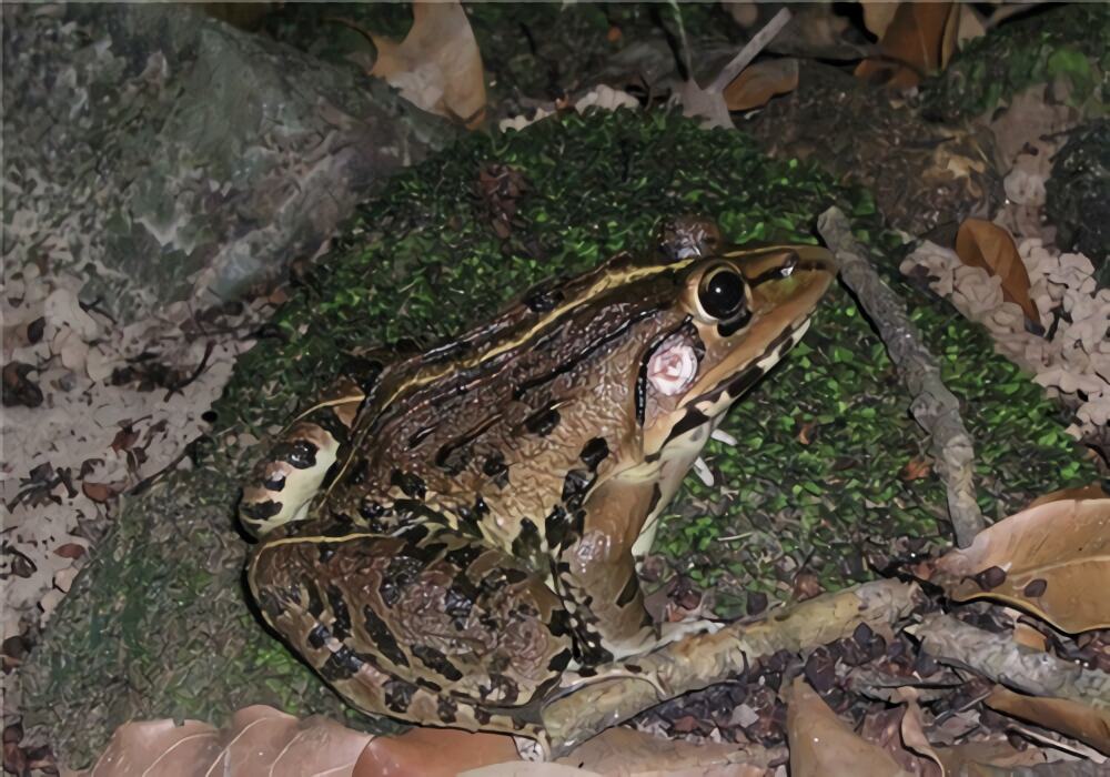 虎纹蛙身份信息