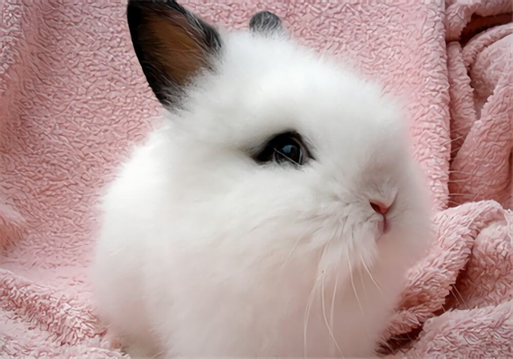 海棠兔身份信息