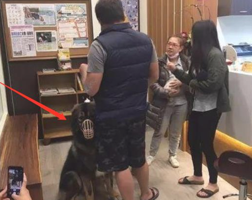 高加索犬注射不配合,2个壮男按着它,打过后狗儿急得冲大夫直叫