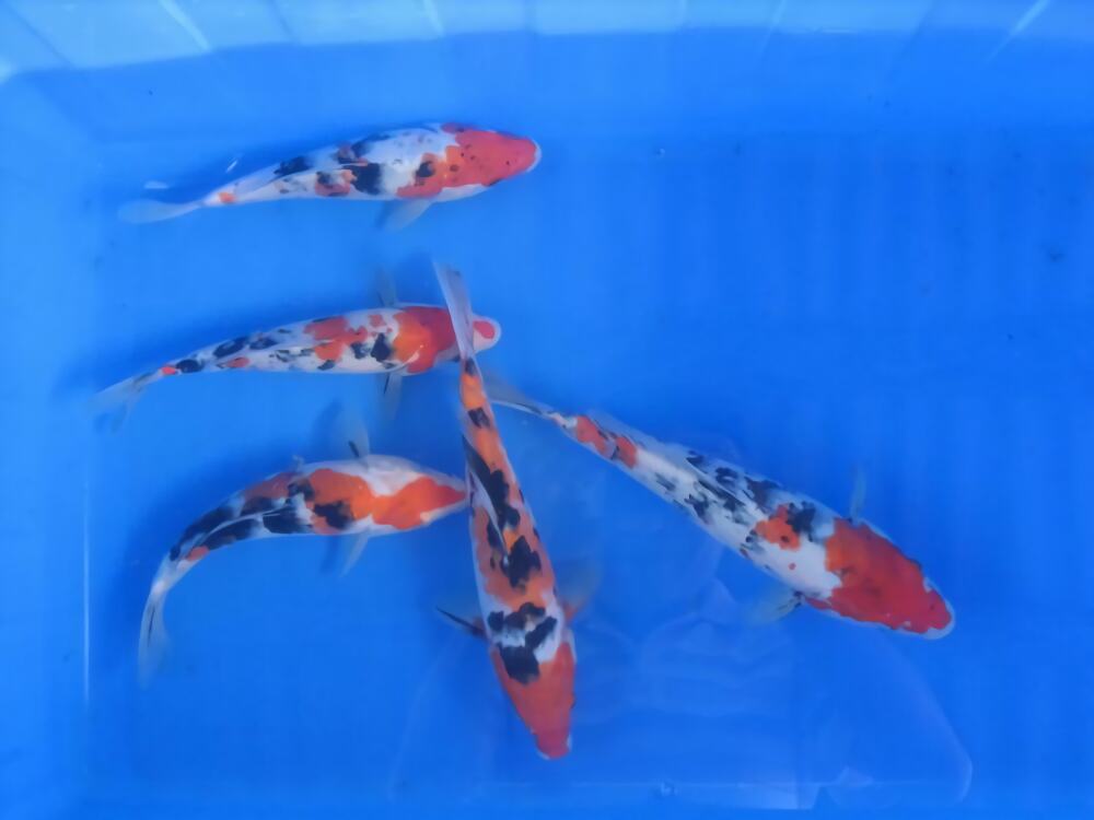 大正三色锦鲤身份信息