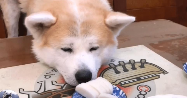 主人在吃大餐，秋田犬只能在旁边看，被它的表情逗笑了